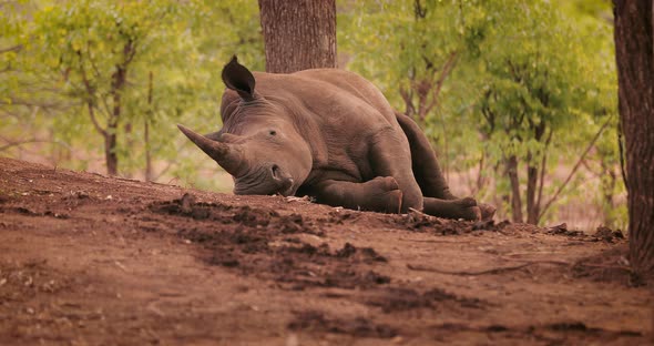 Endangered Rhino Lying Down, Zambia, Africa. 4K