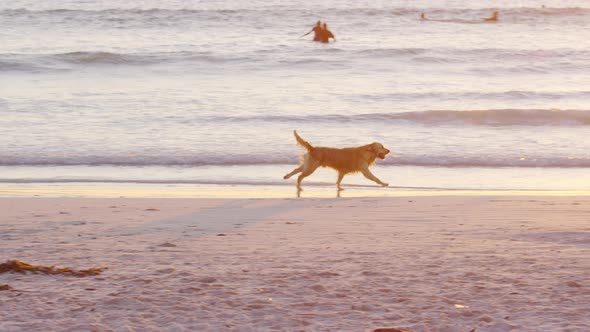 Dog Running on Sandy Beach in Slow Motion Having Fun at Sunset