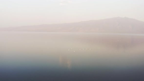 Drone Video of Wildlife Pelicans Key Flying Over the Lake