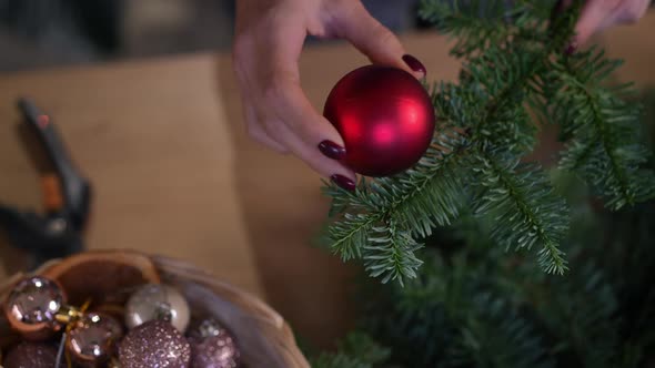 Female Caucasian Hands Trying on Christmas Decoration on Green Pine Branch