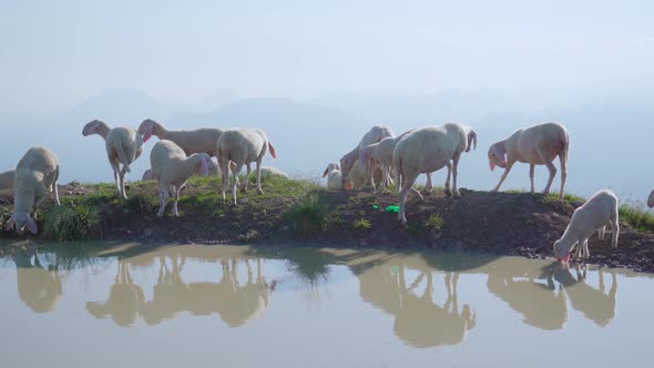 A Group of Sheep in Front of a Well of Water in the Mountains