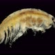 Crustacea Amphipoda Under the Microscope, Possibly a Family Micruropodidae - VideoHive Item for Sale