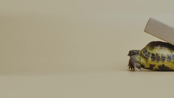 Profile of a Turtle with a Cardboard Box on a Shell on a Beige Background in the Studio