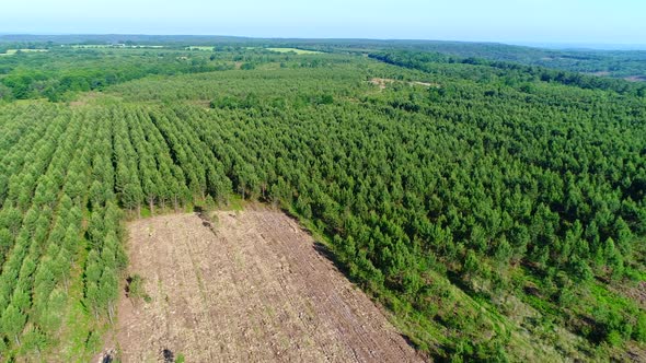 Field of fir trees in the Perigord region in France seen from the sky