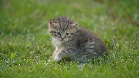 Little Kitten Sitting in the Green Grass