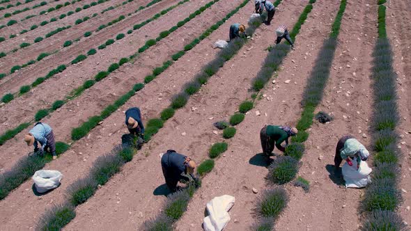 Growing Lavender, Harvesting