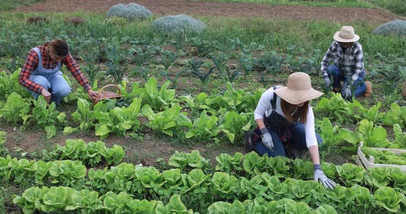 Women picking up fresh vegetable at harvest period - Mature people working at farm