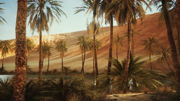 Oasis with Palm Trees in Desert