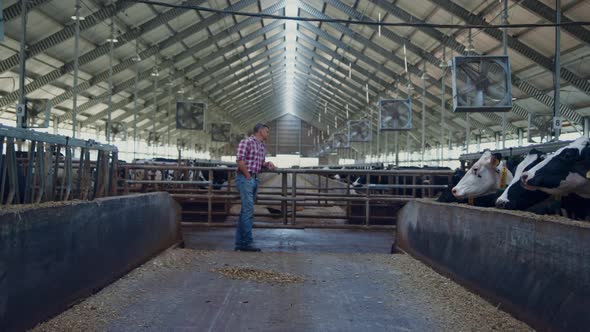 Farm Worker Checking Husbandry Watching Cows in Barn