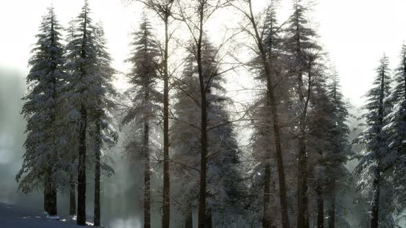 Splendid Christmas Scene in the Mountain Forest. Colorful Winter Sunrise