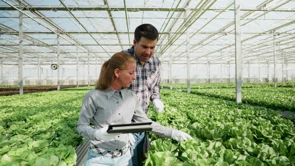 Expert Engineer in Agronomy Walking in a Greenhouse