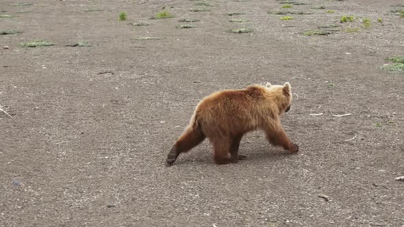 The Kamchatka Brown Bear Walks Through the Rocky Landscape