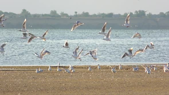 Seagulls Take Off and Fly Away