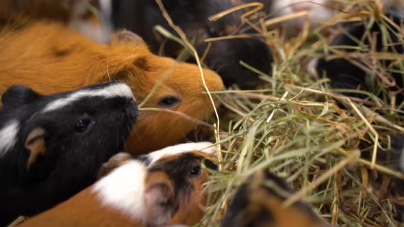 Lots of Guinea Pigs. They Eat Hay.