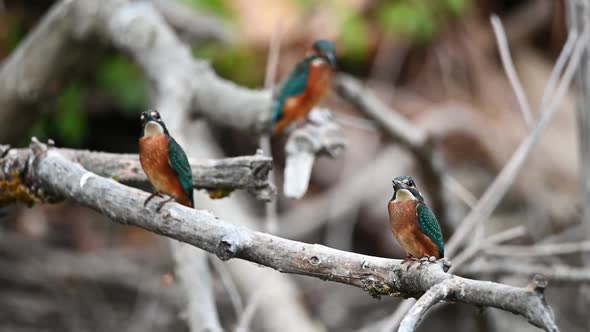 Group of Kingfishers or Alcedo Atthis Perches on Branch