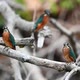 Group of Kingfishers or Alcedo Atthis Perches on Branch - VideoHive Item for Sale