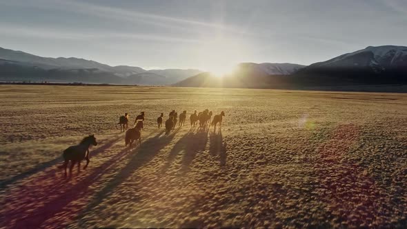 Horses Running Free in Meadow with Snow Capped Mountain Backdrop