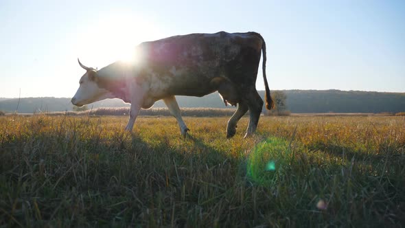 Cow Walking Through Big Field with Beautiful Countryside Landscape at Background. Cattle Grazing on