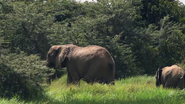 Family of Elephants walking through the African landscape