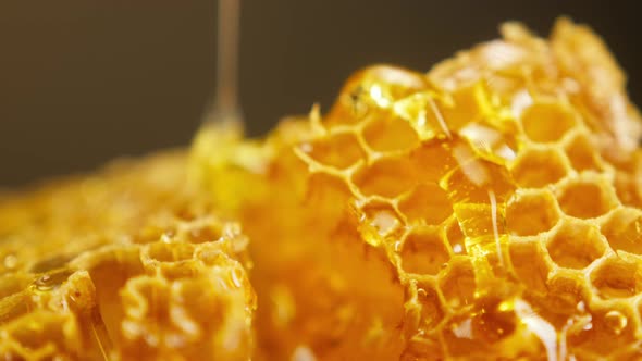 Sweet Honey Flowing on Honeycomb Closeup