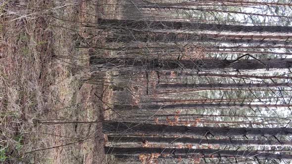 Vertical Video of Trees in a Pine Forest Slow Motion