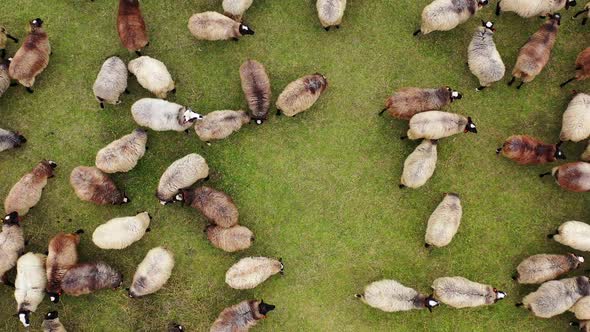 Aerial view of beautiful green hill pasture with herd of sheep.