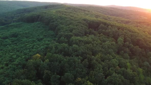 Aerial shot over forest at sunset