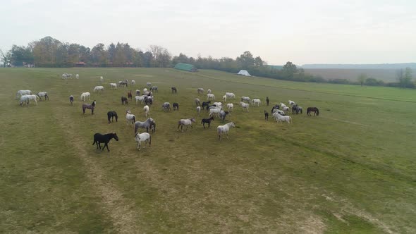 Aerial view of Lipizzaner horses on the open field in the morning
