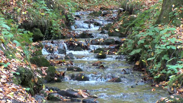 Dry Leaves on the Trees Fall Into the Stream in Autumn Forest