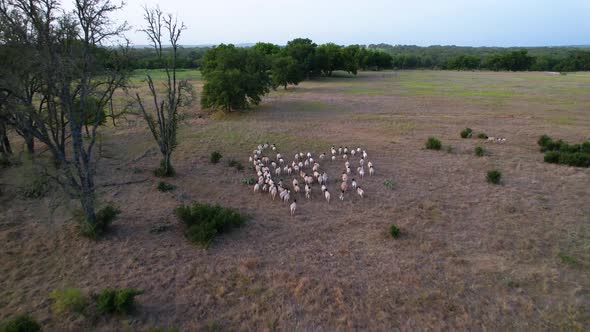 Aerial footage of a flock of sheep in a field.