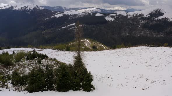 Orbiting over Lonely tall leafless tree on alpine landscape, Snow capped mountains background, Bizka