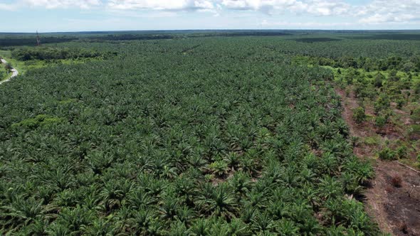 Aerial View of The Palm Oil Estates