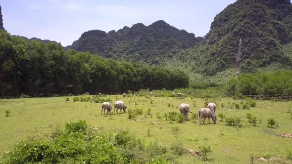 Asian Livestock Grazes on Field in Rural Land Aerial View