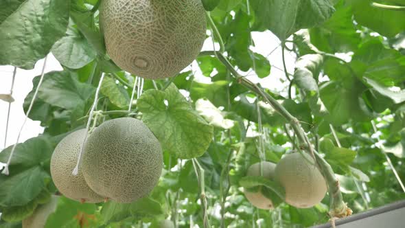 Close up of melons growing in a greenhouse farm