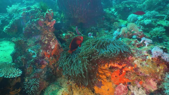 Clownfish Anemonefish Actinia