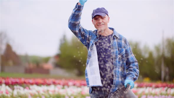 Farmer Fertilize Tulips Field at Flower Plantation Farm Agriculture