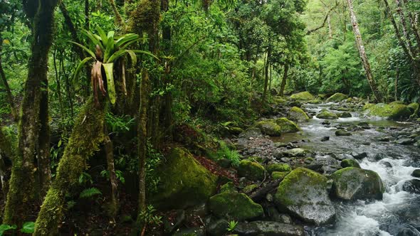 Bromeliad Tropical Plant on Tree with Rainforest River Scenery in Costa Rica, Beautiful Nature and J