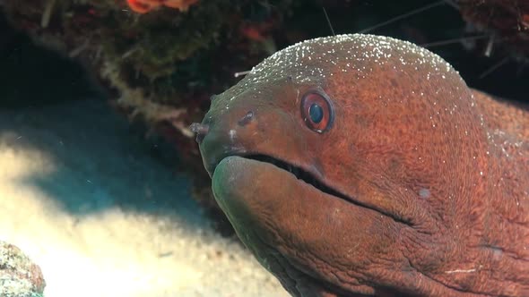 close up shot of a giant moray ray in the Maldives.