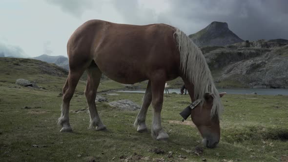 Static View of Horses Grazing Along the Banks of Lake Ayous in the Pyrenees in France on a Cloudy