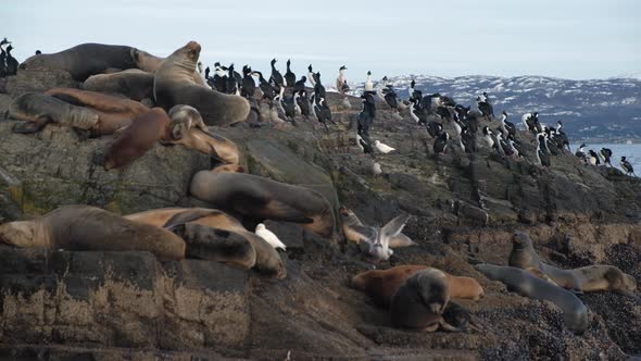 A large harem of fur seal conviving with a rookery of magellanic cormorants