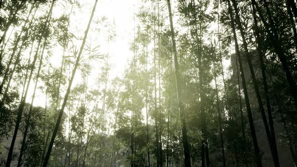 Lanscape of Bamboo Tree in Tropical Rainforest, Malaysia alt