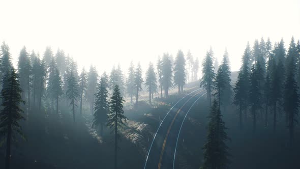 Road Through the Russian Taiga Forest From Aerial View