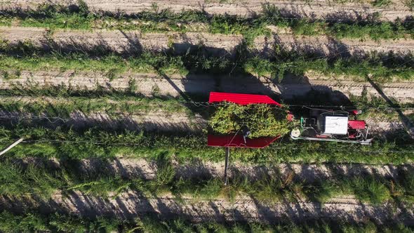 Harvesting Hops in the Field with a Tractor Aerial Top View