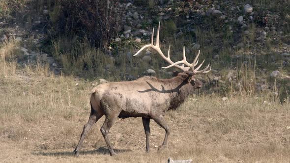 Bull Elk walking towards hill in the Wyoming wilderness