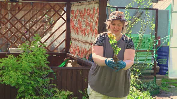 The Woman Does Not Carefully Examine the Rose Sapling and Injures It