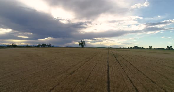 Distant tree alone in a carpet of wheat.