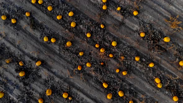 Flying Over Ripened Pumpkin Field, Aerial Shot