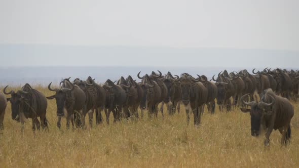 Gnus walking in Maasai Mara National Reserve