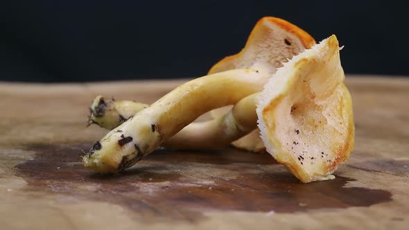 Rotating Shot of Hedgehog Mushroom (Hydnum repandum)