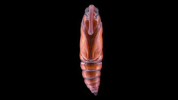 Pupa Insecta Manduca Sexta Family Sphingidae Species of Butterflies Pests of Tobacco Plants